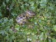 Testudo Horsfieldi