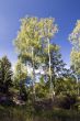 Birch Trees