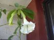 Datura