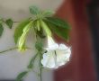Datura