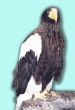 Sea eagle Haliaeetus pelagicus