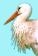White stork Ciconia ciconia on a blue background