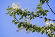 Branches of a bird cherry