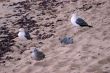 birds on the sand
