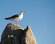 birds on the sand