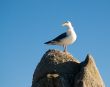 birds on the sand