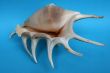 The sea-shell