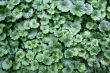 Green background