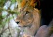 Head Lion