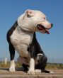 pit bull