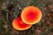 Fly agarics