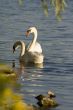 Swans on a lake 5