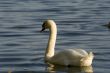 Swans on a lake 6