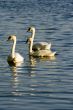 Swans on a lake 4