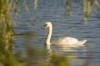 Swans on a lake 3