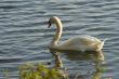Swans on a lake 2