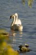 Swans on a lake 1