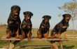 family of rottweiler