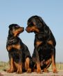 father and boy rottweiler