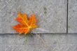 Red Maple leaf at concrete wave 3
