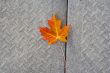 Red Maple leaf at concrete wave 1