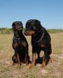 rottweilers