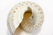 White Seashell Symphony 3