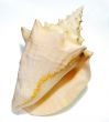 Conch Seashell 1