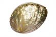 pearl seashell 2