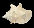 Conch Seashell isolated on black background 3