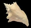 Conch Seashell isolated on black background 2