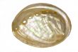 pearl seashell 1