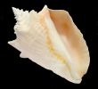 Conch Seashell isolated on black background 1