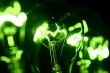 green bulb