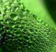 green drops