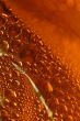 orange drops