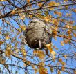 Paper Wasp Nest