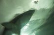 Shark attack
