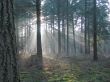 Sunlight in forest