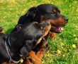 rottweilers