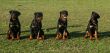 rottweilers