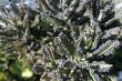 Decorative grass