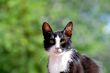 looking cat