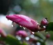 drop on flower