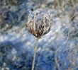 Frozen Queen Anne`s Lace