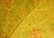 autumnal leaf