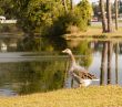 Goose by Lakeside