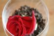 carnation and rose petal