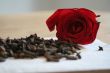 carnation and rose petal
