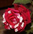 Claret rose